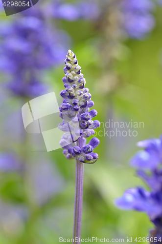 Image of Blooming blue bugleweeds Ajuga