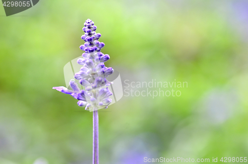 Image of Blooming blue bugleweeds Ajuga