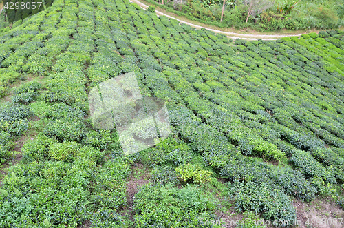 Image of Tea plantation located in Cameron Highlands