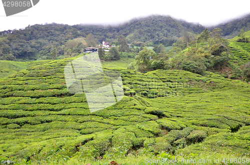 Image of Tea plantation located in Cameron Highlands