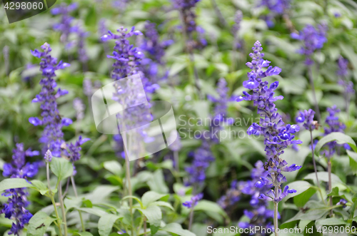 Image of Blooming blue bugleweeds Ajuga