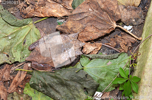 Image of Horned Frog resting  