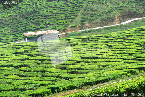 Image of Tea Plantation in the Cameron Highlands in Malaysia