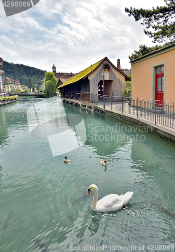 Image of Swan in Thun city and river in Aare