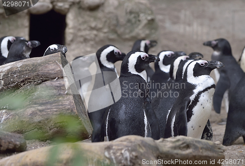 Image of Group of African Penguins