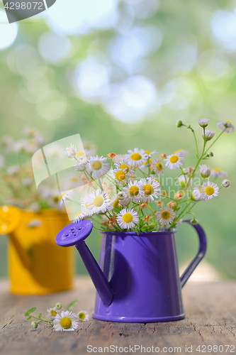 Image of Marguerite Daisy Flowers