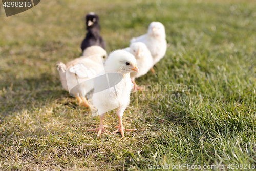 Image of Newborn chicken on a meadow