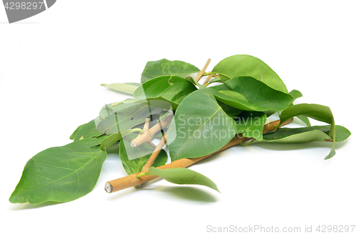 Image of Indonesian Bay Leaf