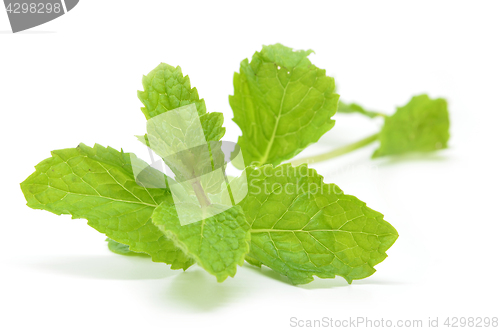 Image of Fresh mint leaves