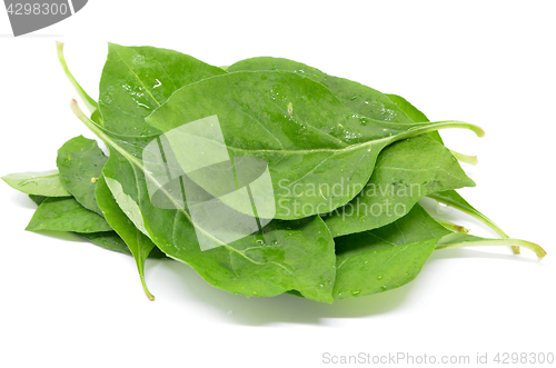 Image of Matrimony vine leaf
