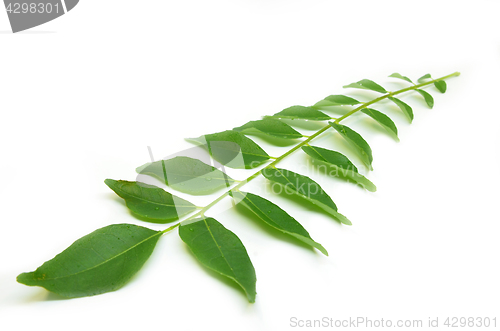 Image of Bunch of curry leaves