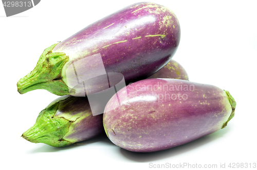 Image of Fresh vegetable eggplant