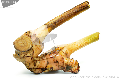 Image of Fresh galangal root