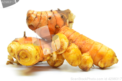 Image of Turmeric rhizome on white background