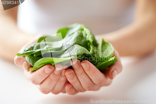 Image of close up of woman hands holding spinach leaves