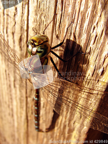 Image of Dragonfly