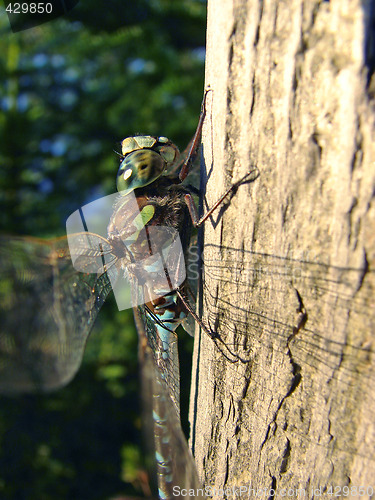 Image of Dragonfly