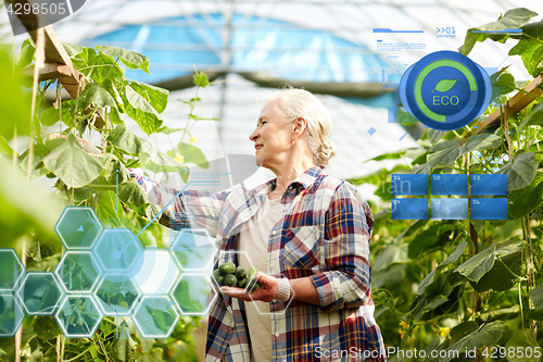 Image of old woman picking cucumbers up at farm greenhouse