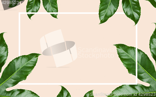 Image of green leaves with rectangular frame over beige