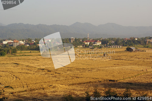Image of Dry grass