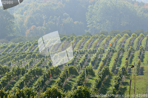 Image of Morning Vineyard Fog