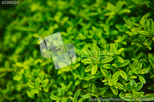 Image of green plant background