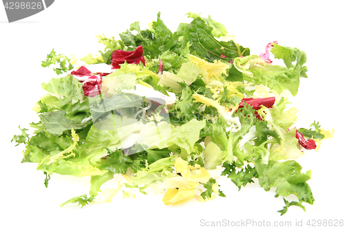 Image of fresh color lettuce 