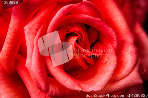 Image of red rose background