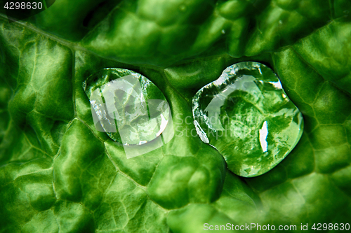 Image of watre drops on the leaf