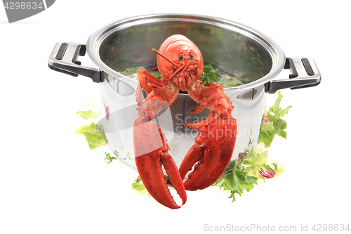 Image of fresh red lobster