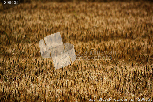 Image of golden corn field