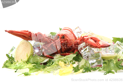 Image of fresh red lobster