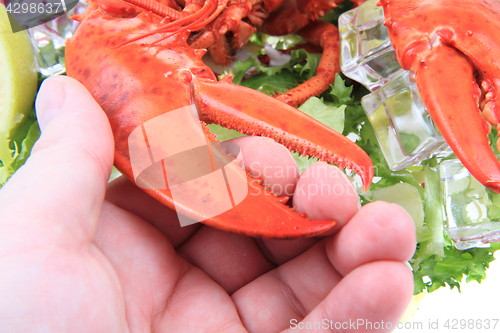 Image of fresh red lobster