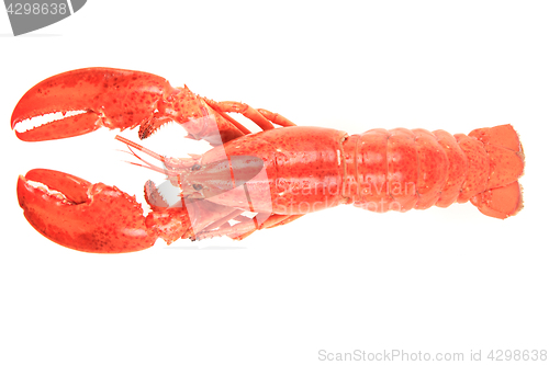 Image of fresh red lobster