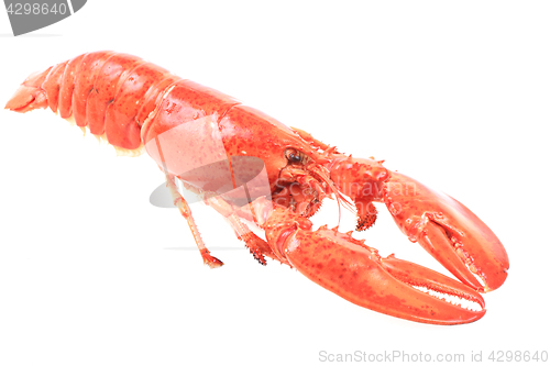 Image of fresh red lobster