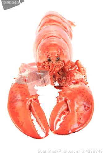 Image of fresh red lobster