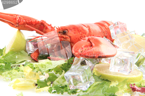 Image of fresh red lobster