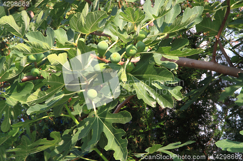 Image of fig plants background