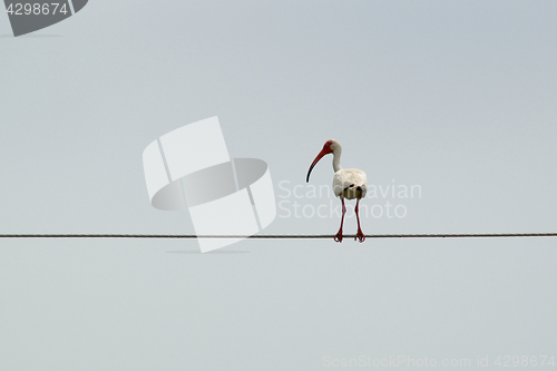 Image of large white ibis on cable