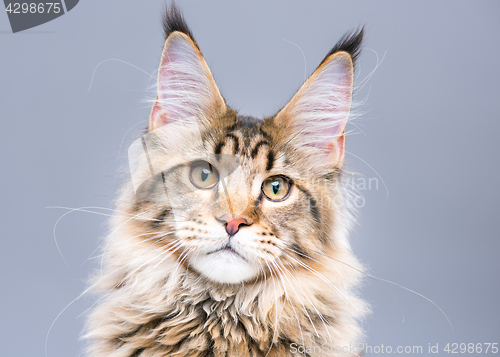 Image of Maine Coon kitten