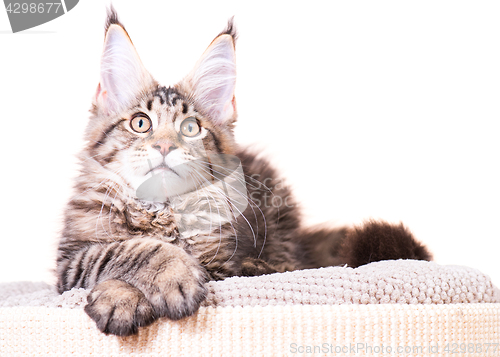 Image of Maine Coon kitten