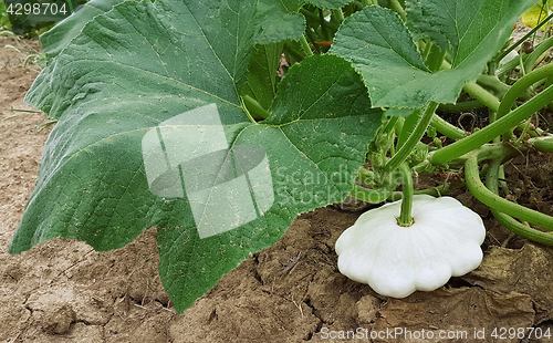 Image of Pattypan White Squash