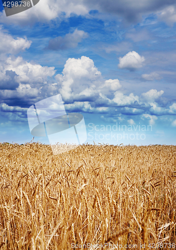 Image of yellow wheat at harvesting time