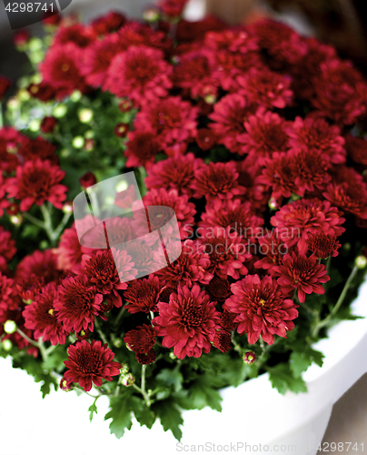 Image of Bushy Red Chrysanthemum