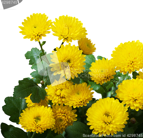 Image of Yellow Chrysanthemum Bunch