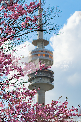 Image of Munich Radio-TV tower framed by spring blooming pink flowers