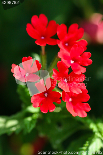 Image of Red Verbena