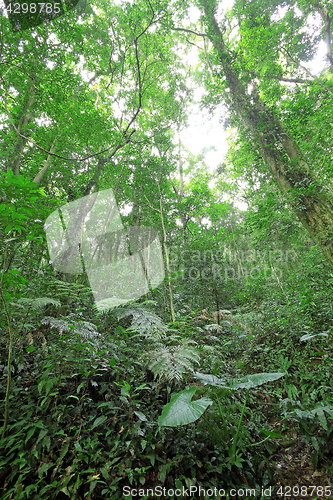 Image of tree forest during spring 