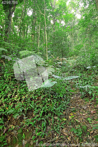 Image of tree forest during spring 