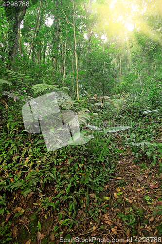 Image of tree forest during spring 